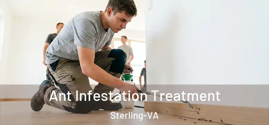 Ant Infestation Treatment Sterling-VA