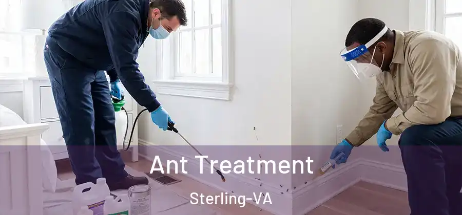 Ant Treatment Sterling-VA