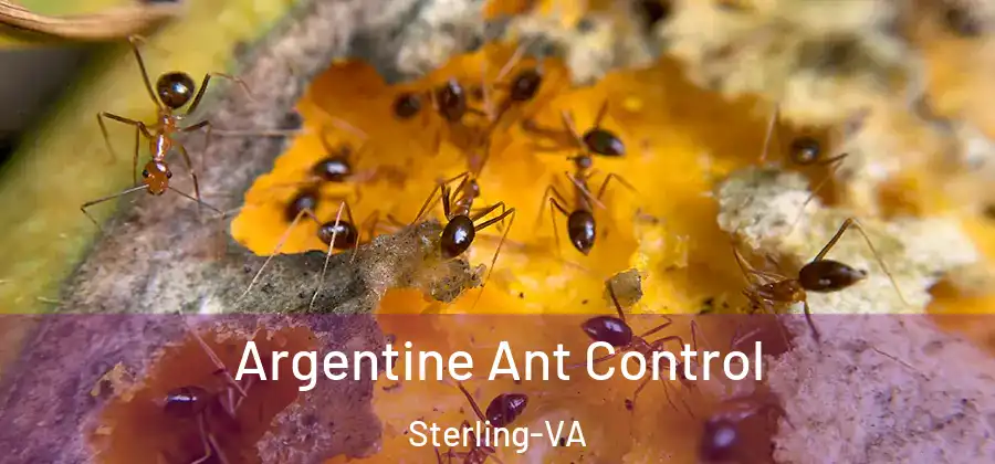 Argentine Ant Control Sterling-VA