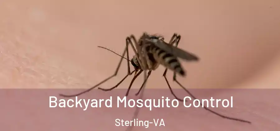 Backyard Mosquito Control Sterling-VA