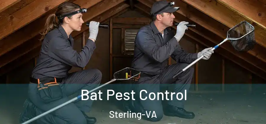 Bat Pest Control Sterling-VA