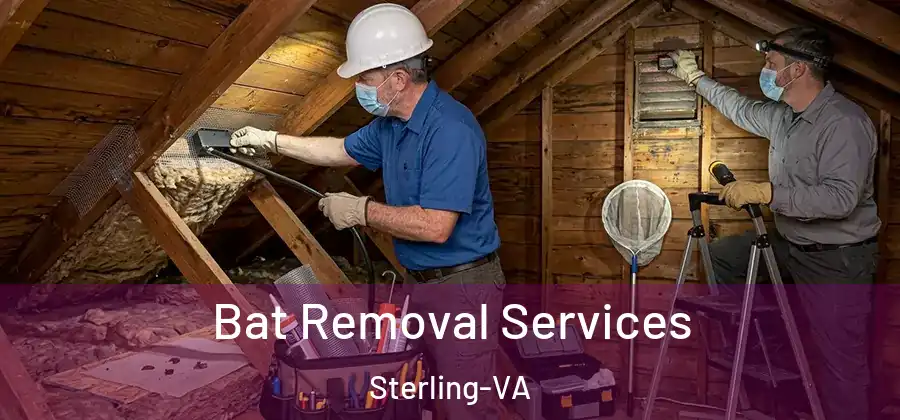 Bat Removal Services Sterling-VA