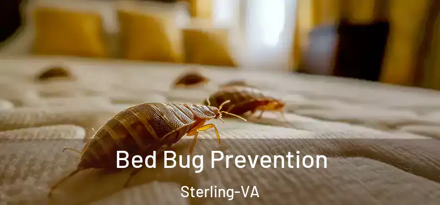 Bed Bug Prevention Sterling-VA