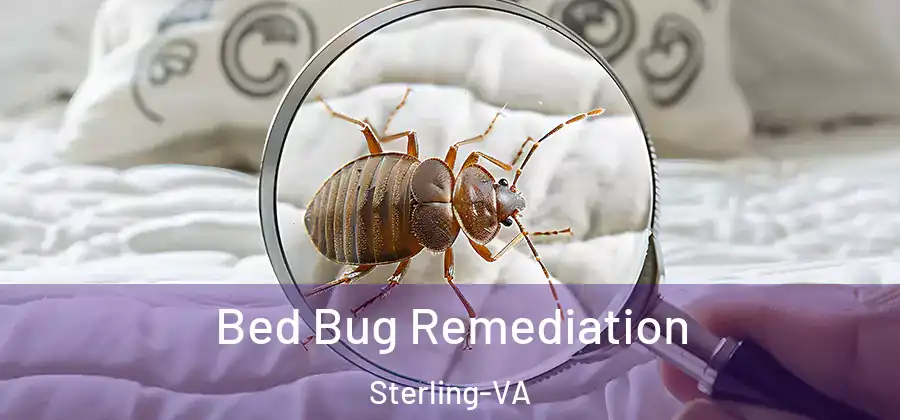 Bed Bug Remediation Sterling-VA