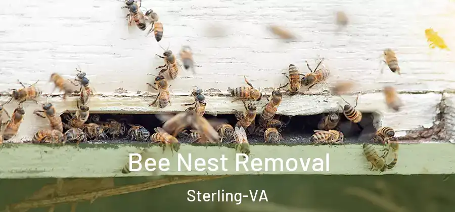 Bee Nest Removal Sterling-VA