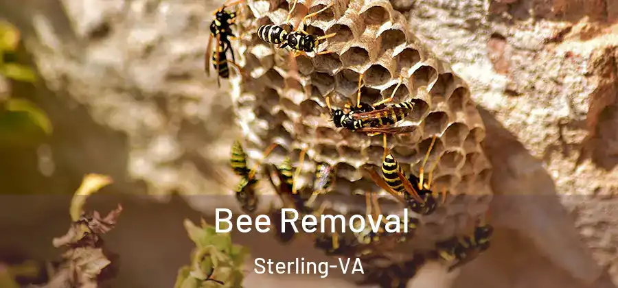 Bee Removal Sterling-VA