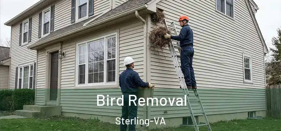 Bird Removal Sterling-VA