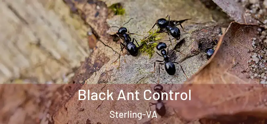 Black Ant Control Sterling-VA