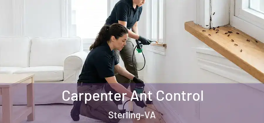 Carpenter Ant Control Sterling-VA