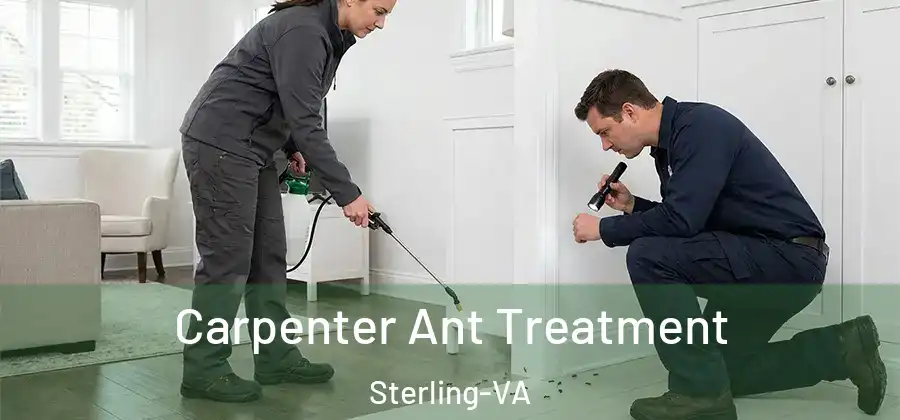 Carpenter Ant Treatment Sterling-VA
