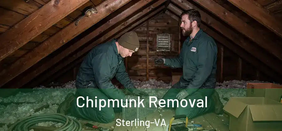  Chipmunk Removal Sterling-VA