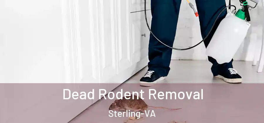 Dead Rodent Removal Sterling-VA