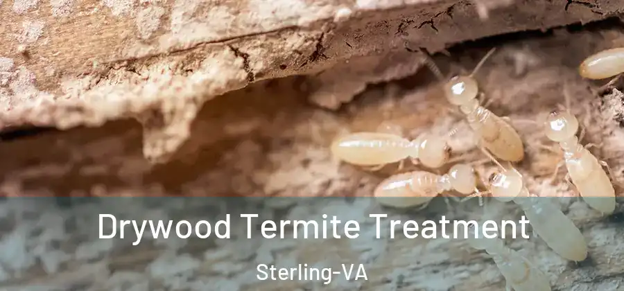 Drywood Termite Treatment Sterling-VA