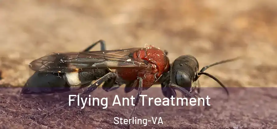 Flying Ant Treatment Sterling-VA