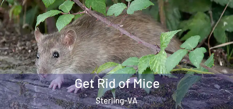 Get Rid of Mice Sterling-VA