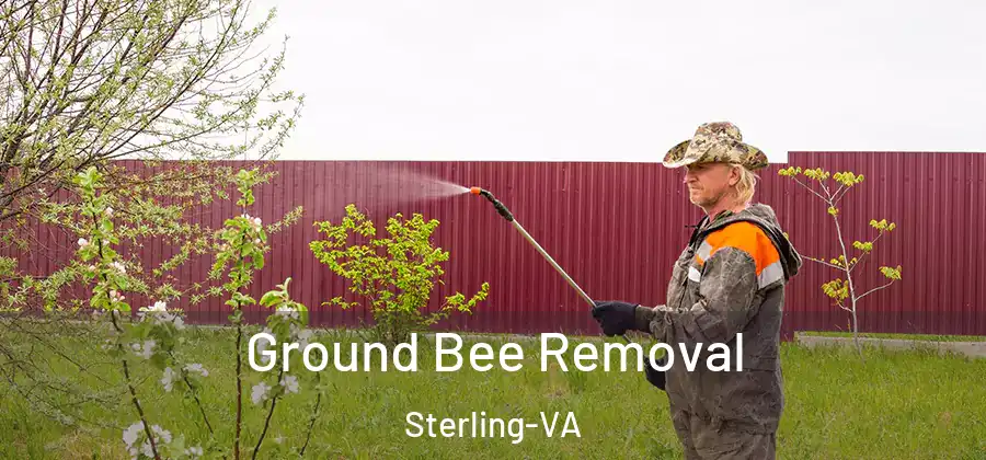 Ground Bee Removal Sterling-VA