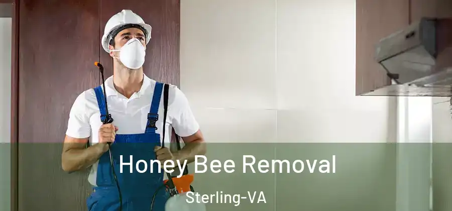 Honey Bee Removal Sterling-VA