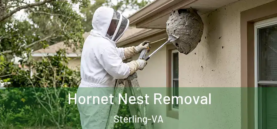 Hornet Nest Removal Sterling-VA
