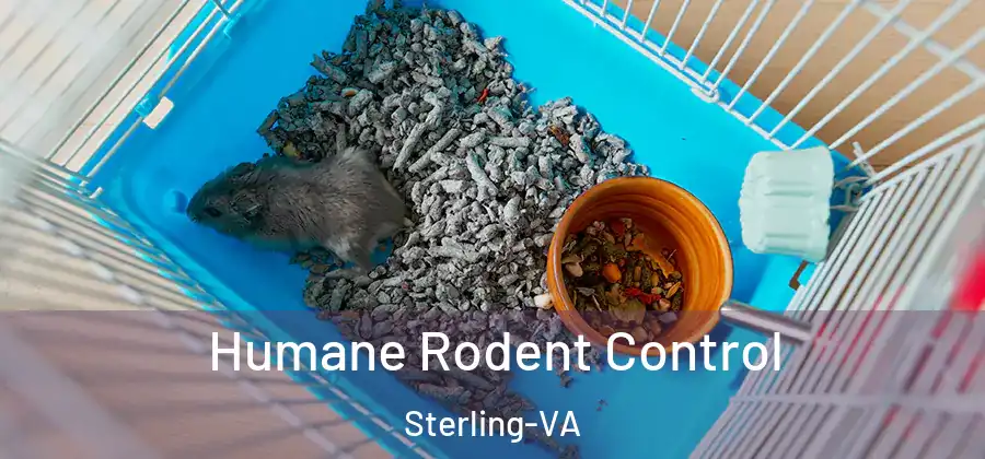 Humane Rodent Control Sterling-VA