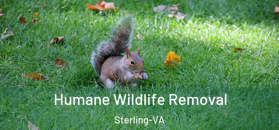 Humane Wildlife Removal Sterling-VA