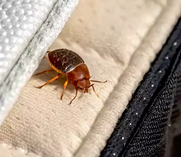 Trusted Bed Bug Prevention Specialists in Sterling, VA