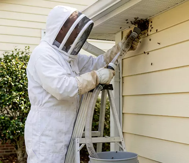 Your Affordable Bee Removal Company in Sterling, VA