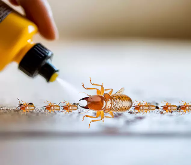 Reliable Bora Care Termite Experts in Sterling, VA
