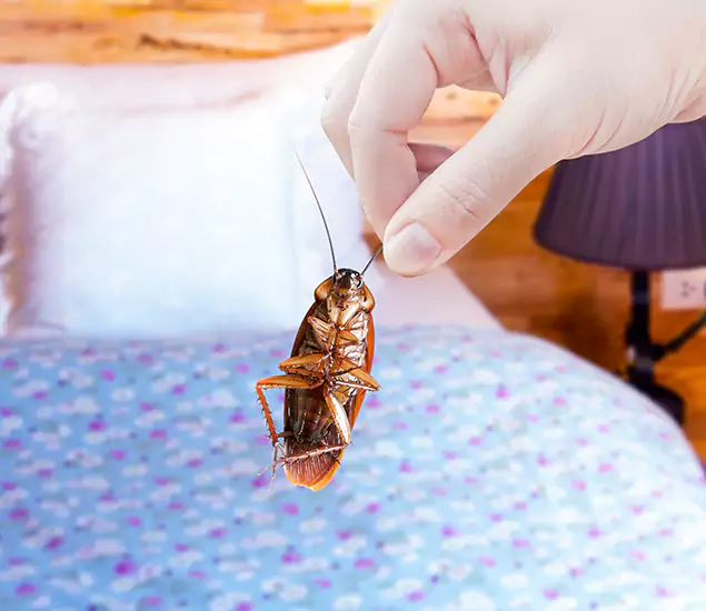 Expert Roach Control Services: Your Cockroach Pest Control in Sterling, VA
