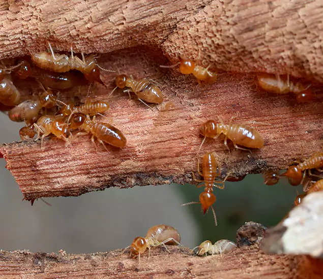 About Our Drywood Termite Treatment Experts in Sterling, VA