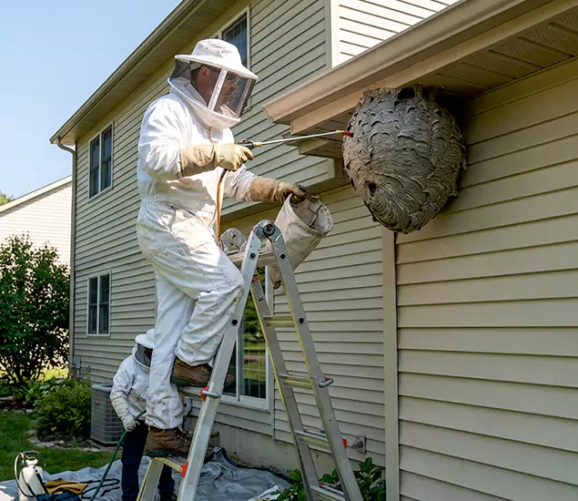 Expert Wasp Nest Removal: Your Local Wasp Nest Removal Company in Sterling, VA