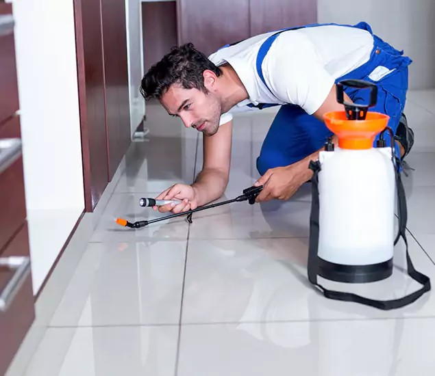 Reliable Professional Mouse Removal: Your Best Mouse Control Company in Sterling, VA