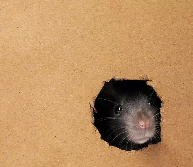 Rats in Attic Removal Experts in Sterling, VA