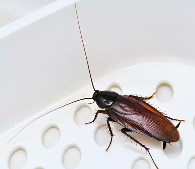 Trusted Cockroach Exterminator: Your Roach Control Services in Sterling, VA
