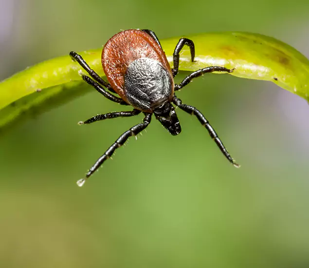 Your Trusted Tick Pest Control in Sterling, VA