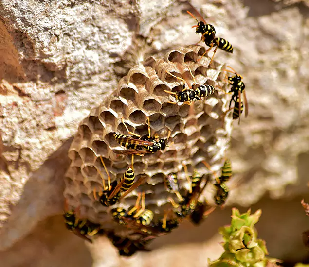 Your Best Wasp Removal Company in Sterling, VA