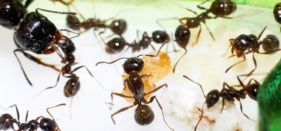 Argentine Ant Barrier Treatment in Sterling