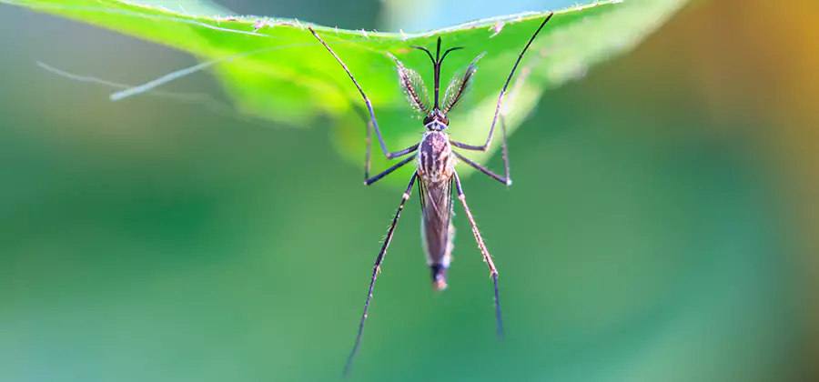 Natural Mosquito Spray for Yard in Sterling