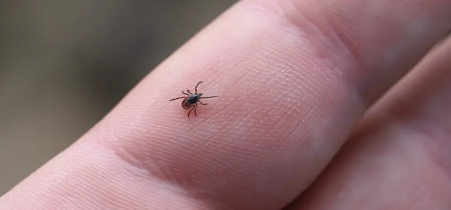 Infection Prevention for Bed Bug Bites in Sterling