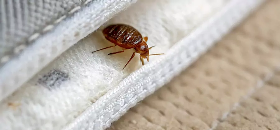 Tenting Bed Bug Fumigation in Sterling