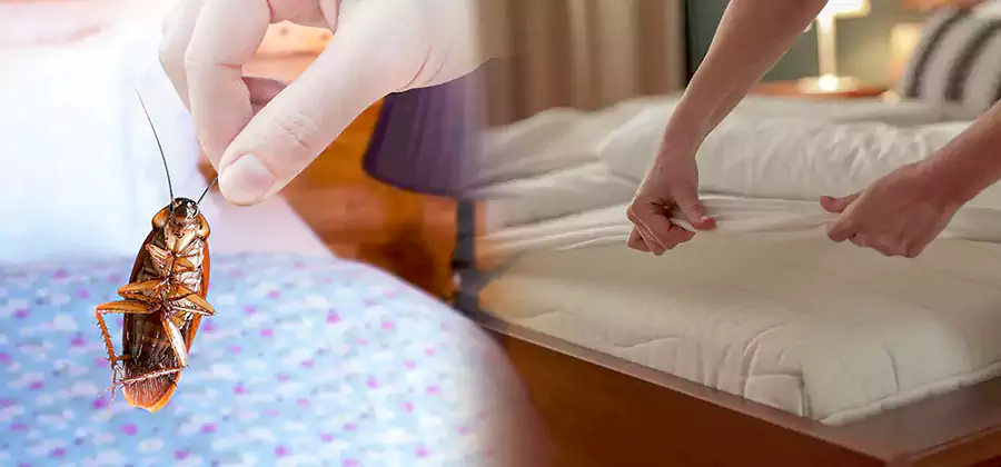Bed Bug Home Extermination Service in Sterling