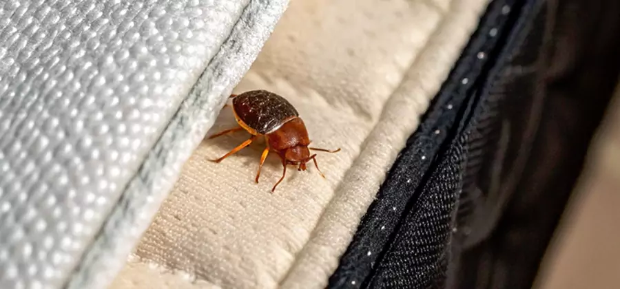 Commercial Bed Bug Control in Sterling