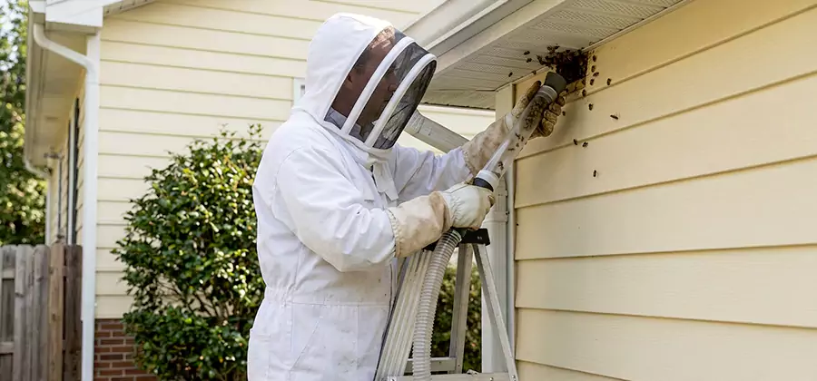 Ground Bee Removal in Sterling
