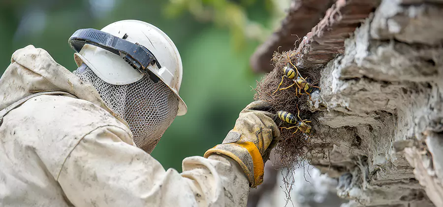 Bee and Wasp Hornet Removal in Sterling