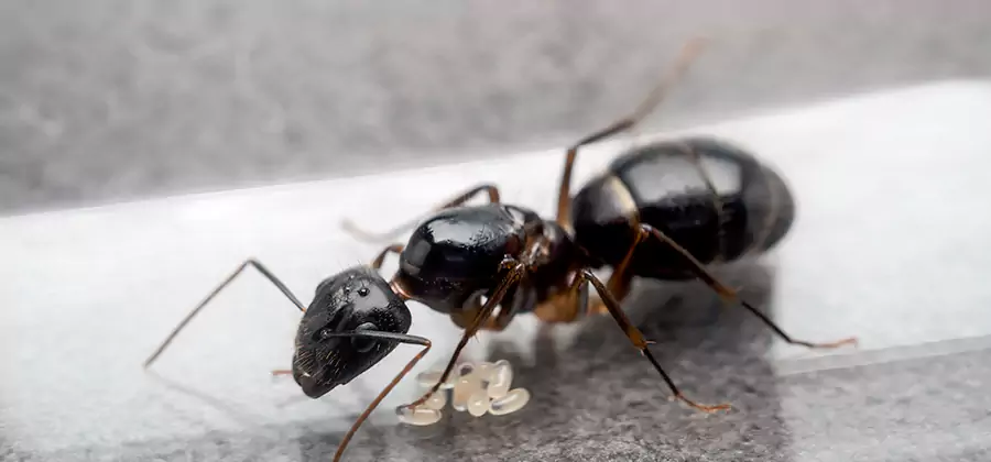 Black Ants in Kitchen Elimination in Sterling