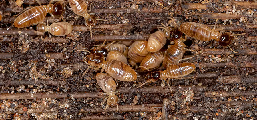 Bora Care Residential Termite Control in Sterling