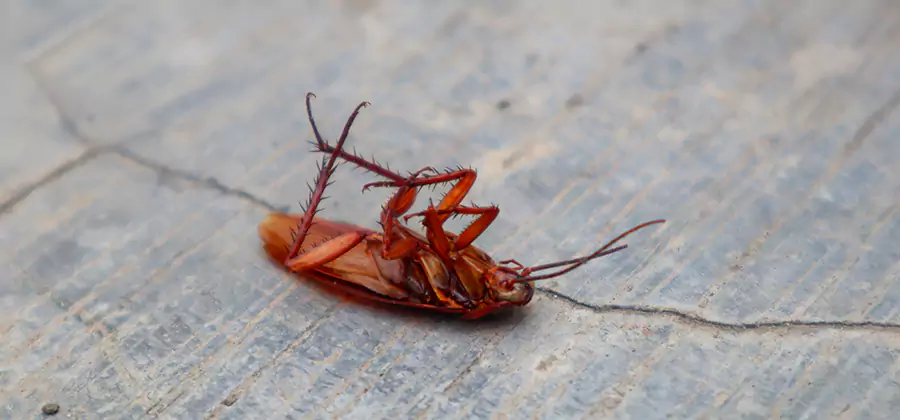 Cockroach Eradication for Commercial Properties in Sterling