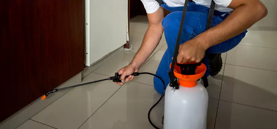 Palmetto Bug Exterminator in Sterling