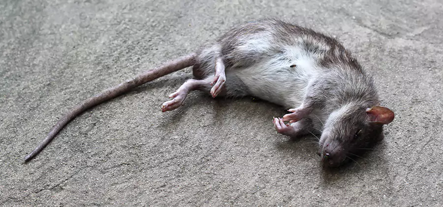 Dead Rat Disposal in Sterling