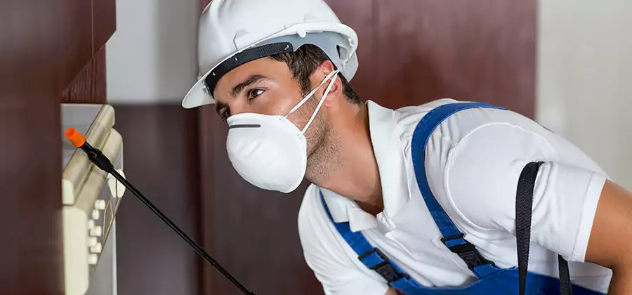 Injection Foam Treatment for Drywood Termites in Sterling