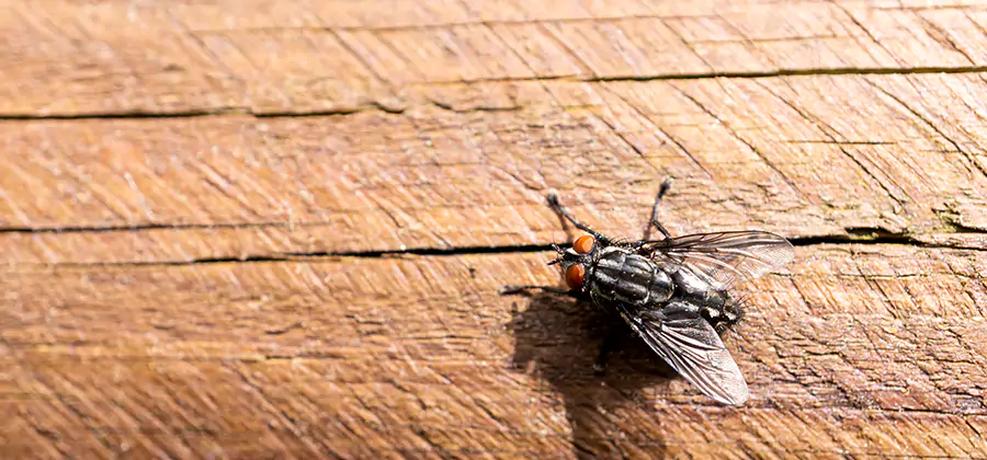 Flying Ant Barrier Treatment in Sterling